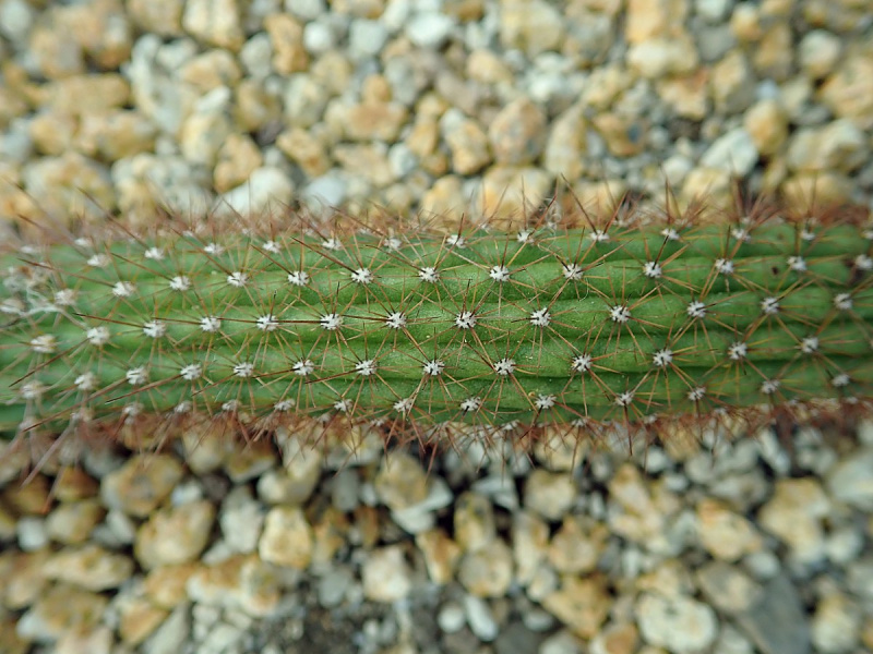 Файл:Trichocereus vasquezii 774.jpg
