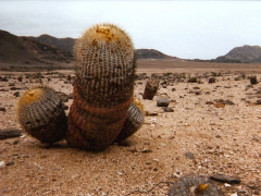 Copiapoa cinerea ssp. columna-alba 4.jpg