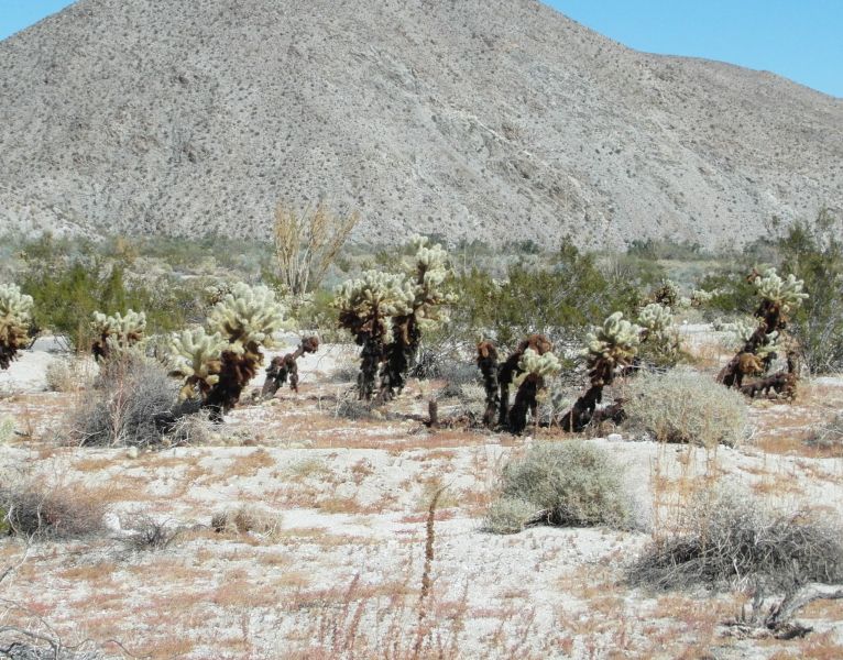 Файл:Cylindropuntia bigelovii 63.JPG