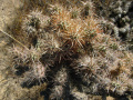 Cylindropuntia prolifera