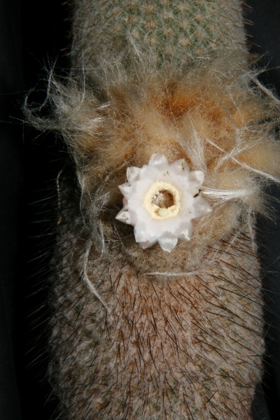 Файл:Espostoopsis dybowskii (Rol.-Gosselin) Buxbaum.jpg