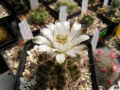 Gymnocalycium anisitsii ssp. damsii 2.jpg