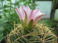 Gymnocalycium monvillei ssp. monvillei 2.jpg