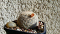 Mammillaria gasseriana SB 1902