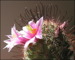 Mammillaria grahamii grahamii 01.jpg