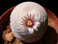 Mammillaria lasiacantha 2.jpg