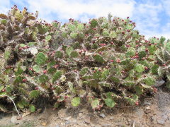 Opuntia stricta 3.jpg