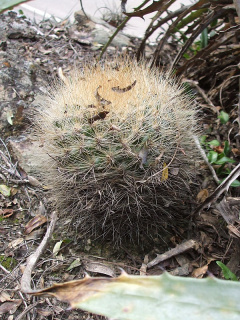 Parodia comarapana h4.JPG