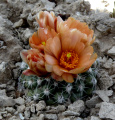 Pediocactus bradyi ssp. winkleri