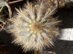 Pilosocereus gounellei ssp. zehntneri 1.jpg