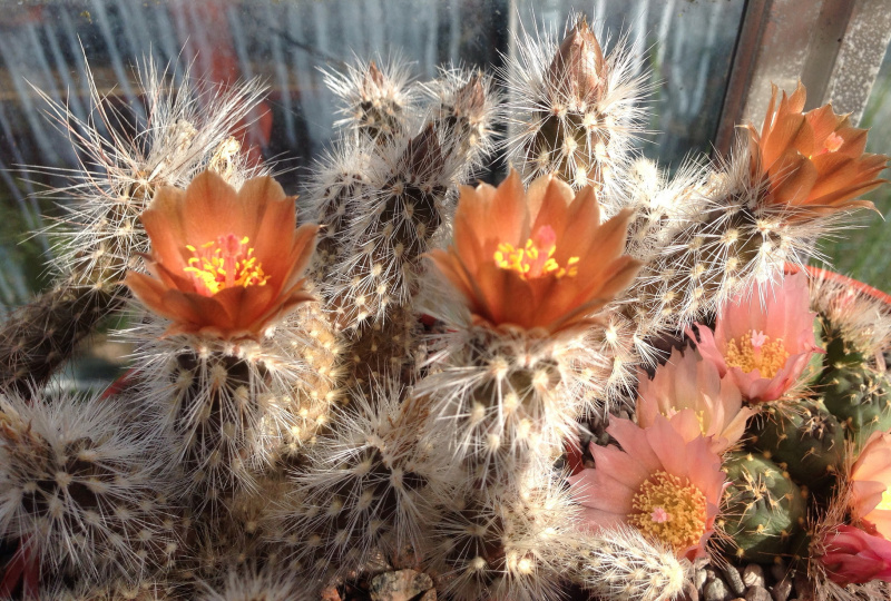 Файл:Pterocactus valentinii 4.jpg