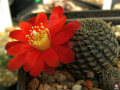 Rebutia heliosa var. condorensis