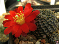 Rebutia-heliosa-var-condorensis-2.jpg