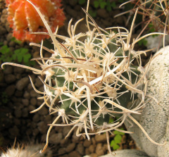 Sclerocactus spinosior ssp. blainei SB 1540.jpg