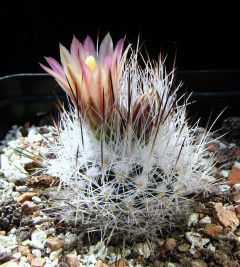 Turbinicarpus beguinii ssp. zaragozae 1.jpg