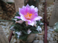 Ariocarpus bravoanus ssp. hintonii 2.jpg