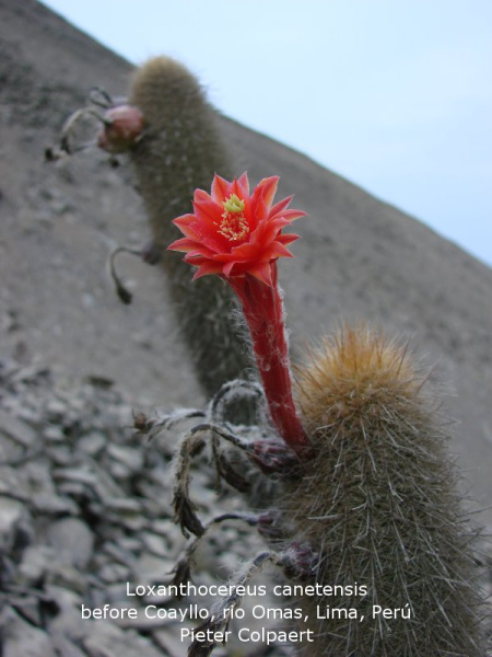 Файл:Cleistocactus acanthurus ssp. acanthurus 1.jpg