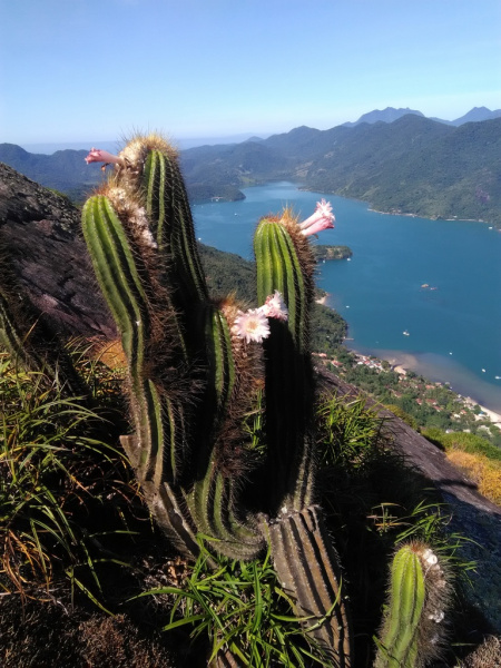 Файл:Coleocephalocereus fluminensis 2.jpg