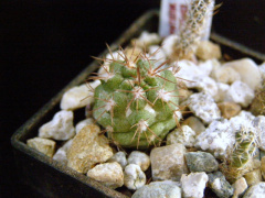 Copiapoa solaris.jpg