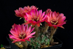 Echinopsis saltensis ssp. schreiteri 1.jpg