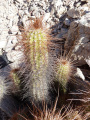 Echinopsis strigosa 2.JPG
