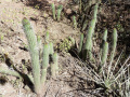 Echinopsis thelegona 2.JPG