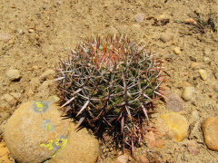 Ferocactus viridescens 3.JPG