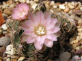 Gymnocalycium-bruchii 1.jpg
