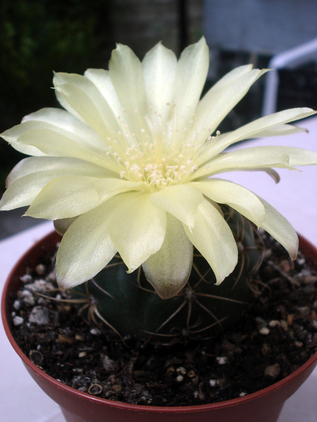 Файл:Gymnocalycium andreae 2.jpg