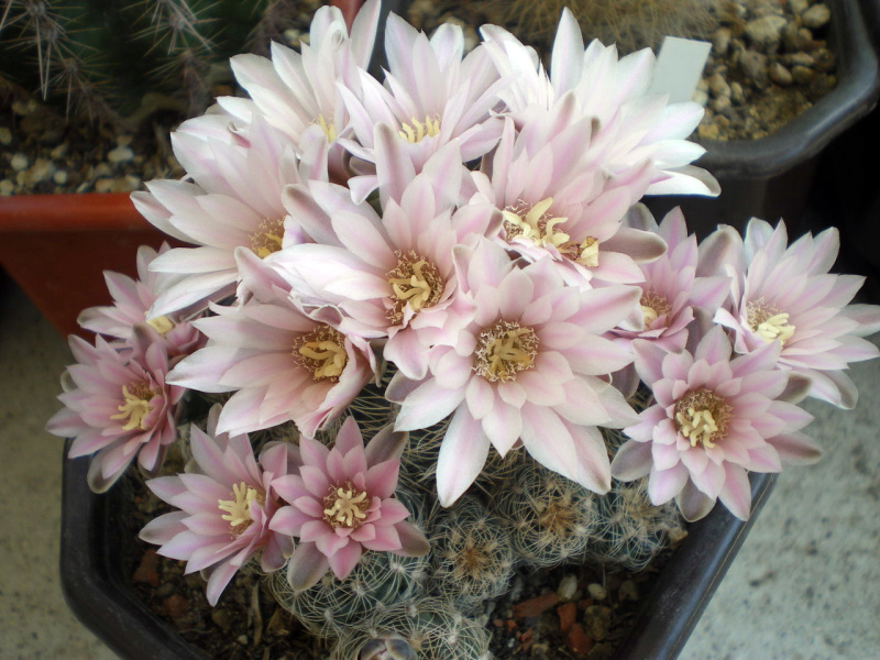 Файл:Gymnocalycium bruchii 7.jpg