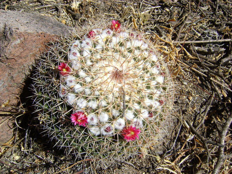 Файл:Mammillaria petterssonii 3.jpg