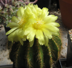 Parodia warasii 3.jpg