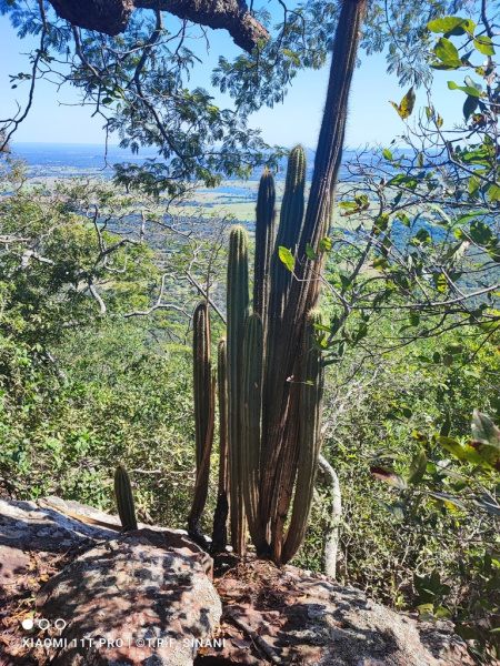 Файл:Pilosocereus jauruensis 1.jpeg