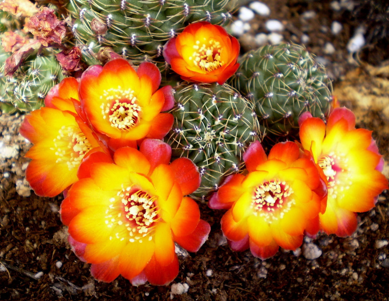 Файл:Rebutia canigueralii v. callecallensis.jpg