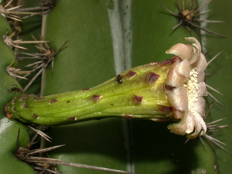 Файл:Stenocereus aragonii 3.jpg