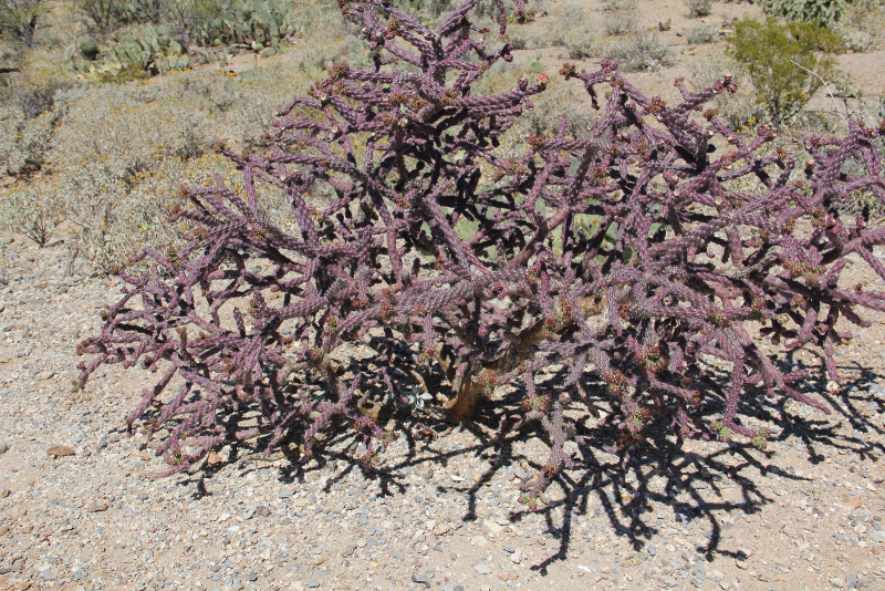 Файл:Cylindropuntia thurberi 1h.jpg