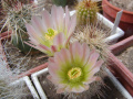 Echinocereus xroetteri var. multicolor