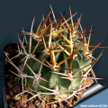 Echinopsis pugionacantha ssp. pugionacantha.jpg