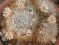 Mammillaria mercadensis 03.jpg