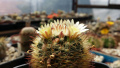 Mammillaria nana var. monancistracantha f. chrysacantha