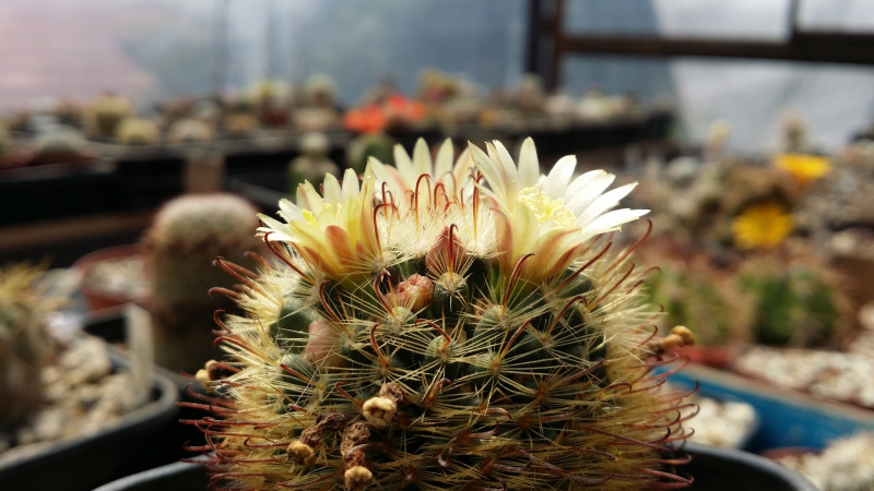 Файл:Mammillaria nana var. monancistracantha.jpg