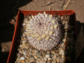 Mammillaria perezdelarosae v. andersoniana