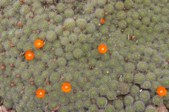 Rebutia pulvinosa ssp. pulvinosa 1.jpg