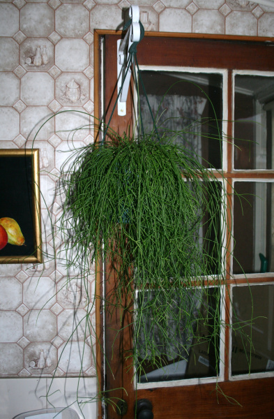 Файл:Rhipsalis baccifera ssp. baccifera 0.jpg