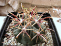 Sclerocactus uncinatus ssp. crassihamatus