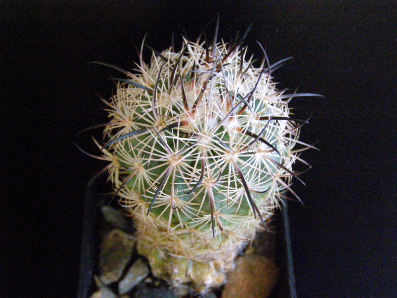 Файл:Sclerocactus unguispinus var. unguispinus 2.JPG