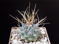 Файл:Thelocactus rinconensis var. rinconensis SB301
