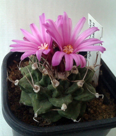 Turbinicarpus alonsoi.jpg