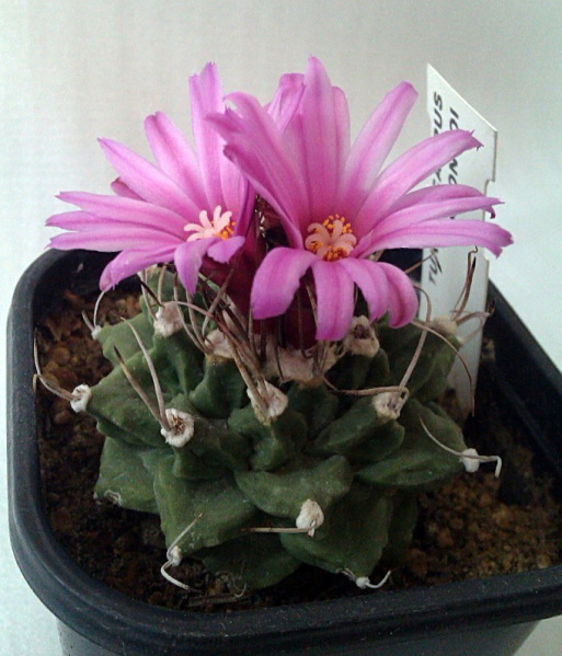 Файл:Turbinicarpus alonsoi.jpg