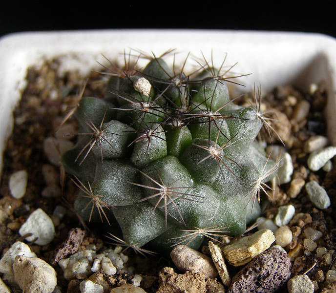 Файл:Copiapoa humilis ssp. humilis 1.jpg
